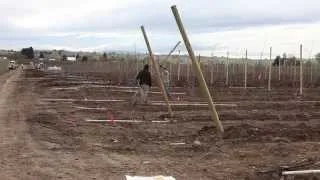 Planting A Modern Orchard