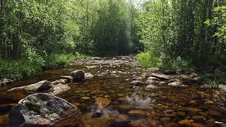 Soothing sounds of birds singing and a stream flowing