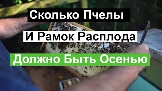 Пасека #95 Сколько Пчелы и Рамок Расплода Должно Быть Осенью? | Пчеловодство для начинающих