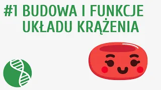 Budowa i funkcje układu krążenia #1 [ Krążenie ]