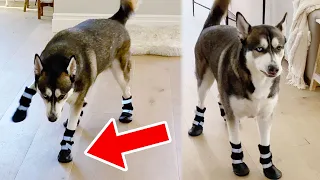 Husky tries wearing Shoes for First Time (Hilarious)