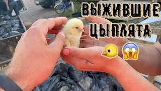 Двое выживших из ДЕСЯТОК ТЫСЯЧ цыплят 😱‼️ Должны были пойти на корм ВОЛКАМ 🐺