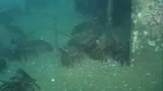 California Lobster Diving 2008