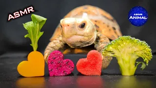 ASMR MUKBANG EATING 4 FOODS 🐢 Turtle Tortoise 117