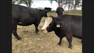 Virtual Field Trip to an Ohio Cow-Calf Farm - Craig Corry - 10/4/2019