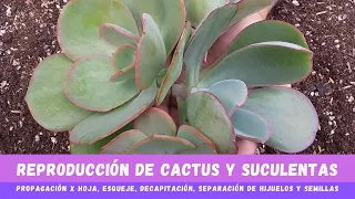 Suculentas: 5 métodos de reproducción