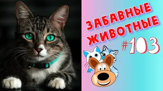 Приколы с Животными #103 / Смешные Животные 2020 / Приколы / Приколы про Животных / Лучшие Приколы