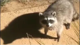 Не шевелись, нас спалили!😅😂😂#animals #енот #raccoon #приколы2022