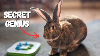 My Flemish Giant Rabbit Is A Genius | Rabbit Puzzle