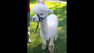 Alpaca Noise