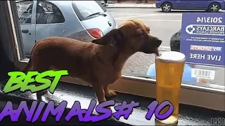 Best Animals Coub #10 | Лучшие кубы с животными №10 (Январь 2019)