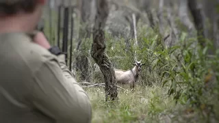 Bowhunting Australia HOYT compound bows