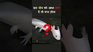 This is a Morphed Axolotl 🦎 #shorts #viral #trending