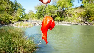 Spillway Fishing With KOOL-AID CHICKEN For ANYTHING That Bites!!! (My Biggest Ever)