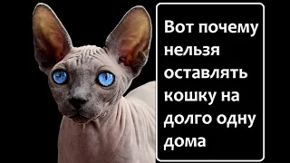 Вот почему нельзя оставлять кошку на долго одну дома