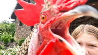 Funny Rooster Crowing in Slow Motion