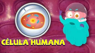 Célula - A menor parte de qualquer organismo | Ciencias para niños