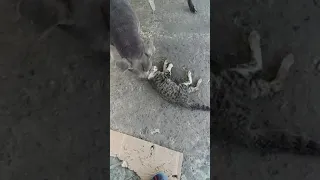 pitbull  mata brutalmente gato