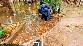 Blocked Culvert Pipe Removing Lots Of Leaves, Debris In Drainpipe