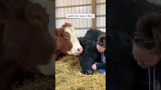 Cow brothers forever ❤️