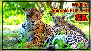 Ultimate Wild Animals Collection in 8K ULTRA HD / 8K TV