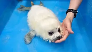 Cute Baby Seal Part 2