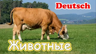 Домашние животные на немецком для детей. Die Tiere auf Deutsch