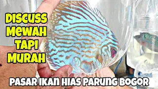 lapak ikan Discus Mewah tapi Murah di pasar ikan hias Parung Bogor