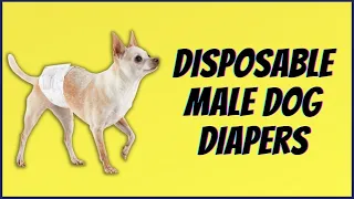 Best Disposable Male Dog Diapers (Affordable & Suitable For All Dogs)