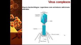 Vírus: Estrutura, Genoma e Ciclos de Replicação