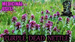 Purple/Red Dead Nettle - A FRONT LAWN  HERB (Lamium purpureum) - Herbs In Your Neighborhood (Part 3)