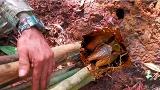 JIQUI DE VARAS, ARMADILHA PARA PEGAR TATU