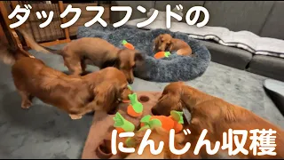 【ダックス子犬】初めてのにんじん収穫に挑戦したら父犬より上手すぎた子犬がこちらwww必死すぎるの可愛い