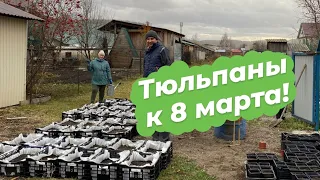 Посадка тюльпанов на выгонку | Сезон 2023