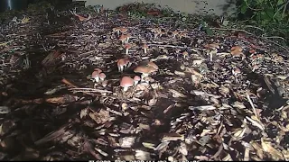 psilocybe cyanescens outdoor PNW time lapse 66 days in 40 seconds from pins to rotten