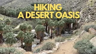 The Palm Canyon oasis hike near Palm Springs