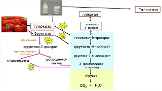 6. Метаболізм фруктози та галактози