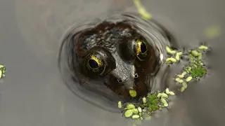 Landowners and Conservation: Oregon Spotted Frogs
