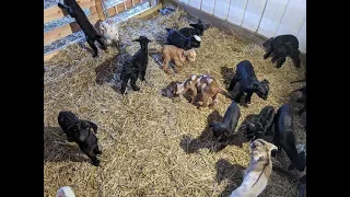 17 Baby Goats Take Over The Farm!