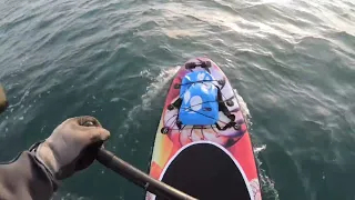 Another pod of Dolphins that surrounded us while out paddleboarding near Brixham and Torquay.