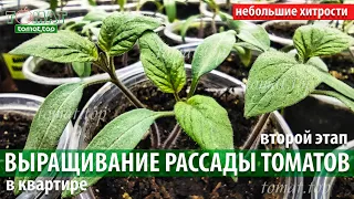 Выращивание рассады томатов в квартире. Главные условия и небольшие хитрости. Второй этап