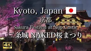 April 4, 2024 🌸 Sakura Festival at Nijo Castle in Kyoto, Japan | Cherry Blossom Illuminations【4K】