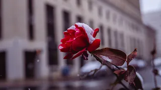 SNOWY Street Photography POV - Canon EOS RP w/ Sigma 24-70 2.8