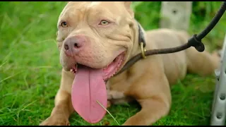 Trailer| Episode 4| The American Bully