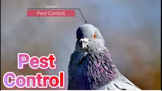 Pest Control - Ворошу Голубятню | I 'm stirring up the Dovecote