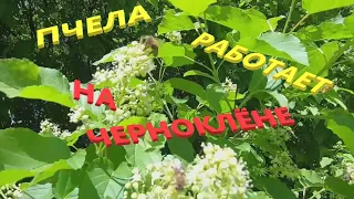 ЦВЕТЁТ ЧЕРНОКЛЁН, ЗЕМЛЯНИКА И БОЯРЫШНИК/СОСТОЯНИЕ АКАЦИИ/ПЧЕЛА РАБОТАЕТ НА ЧЕРНОКЛЁ/А КАК ЖЕ РОЕНИЕ?