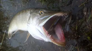 Crazy fish kaban - спиннинг подъёмный кран! Ловля щуки на воблера.