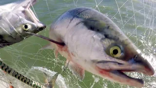 Commercial Fishing in Bristol Bay, Alaska