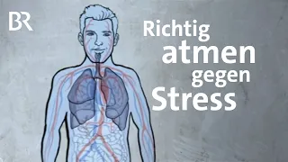 Die 4-7-11 Atemtechnik hilft gegen Stress und bei Schlafproblemen | Gut zu wissen | BR