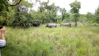 Rhinos in Uganda (Africa)